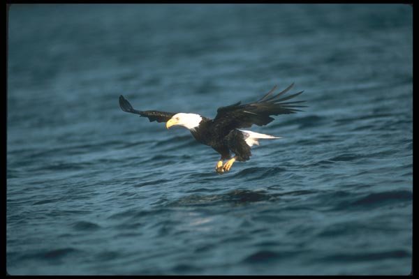 135070 Bald Eagle Dropping In To Catch Fish A4 Photo Print