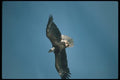 135071 Bald Eagle Diving A4 Photo Print