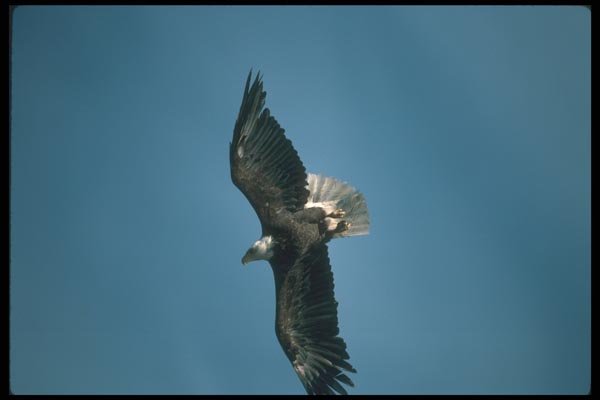 135071 Bald Eagle Diving A4 Photo Print