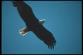 135072 Bald Eagle Flying Across Blue Sky A4 Photo Print