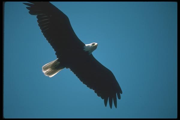 135072 Bald Eagle Flying Across Blue Sky A4 Photo Print