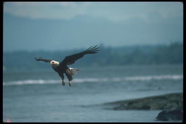135073 Bald Eagle Dropping In To Catch Fish A4 Photo Print