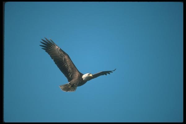 135074 Bald Eagle Flying Across Blue Sky A4 Photo Print