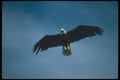 135075 Bald Eagle Flying Across Blue Sky A4 Photo Print