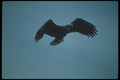 135076 Bald Eagle Flying Across Blue Sky A4 Photo Print