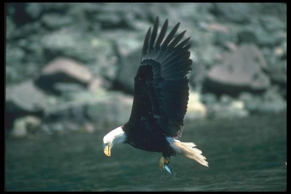 135077 Bald Eagle Snatching Fish A4 Photo Print