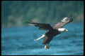 135078 Bald Eagle Dropping In To Catch Fish A4 Photo Print