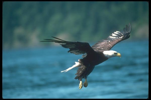 135078 Bald Eagle Dropping In To Catch Fish A4 Photo Print