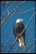 135079 Bald Eagle Sitting In Tree A4 Photo Print