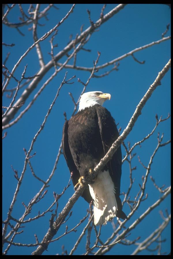 135079 Bald Eagle Sitting In Tree A4 Photo Print