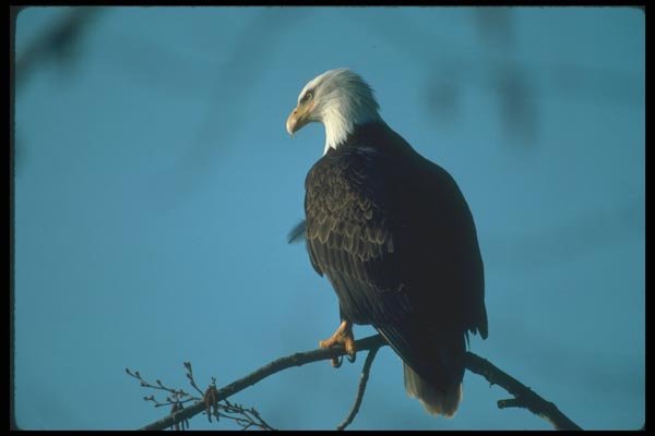 135080 Bald Eagle Sitting In Tree A4 Photo Print