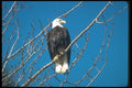 135081 Bald Eagle Sitting In Tree A4 Photo Print