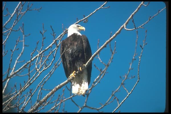135081 Bald Eagle Sitting In Tree A4 Photo Print