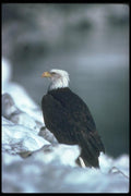 135082 Bald Eagle Sitting In Snow A4 Photo Print