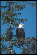 135083 Bald Eagle Sitting In Tree A4 Photo Print