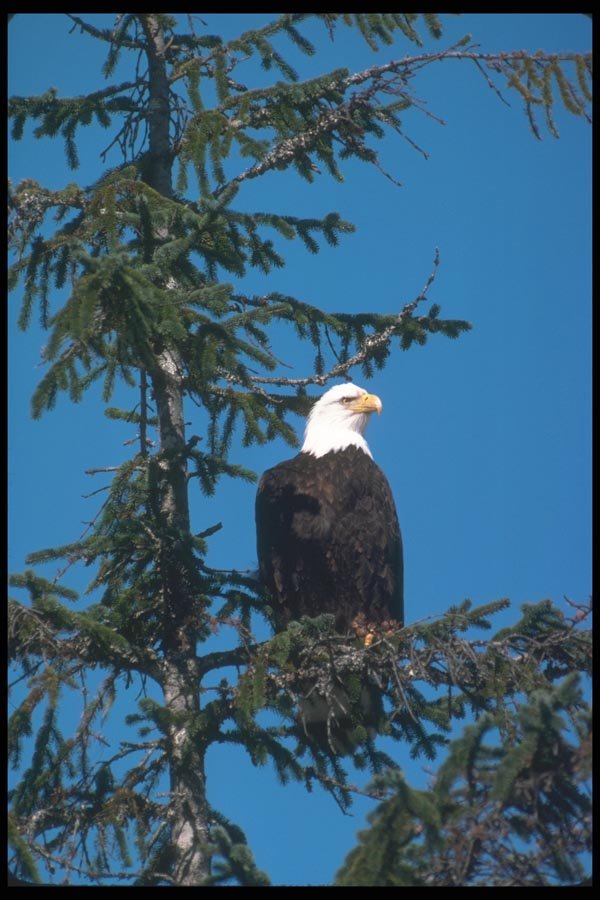 135083 Bald Eagle Sitting In Tree A4 Photo Print