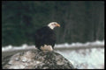 135084 Bald Eagle Sitting On Snowy Shoreline A4 Photo Print