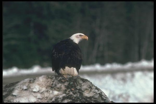 135084 Bald Eagle Sitting On Snowy Shoreline A4 Photo Print