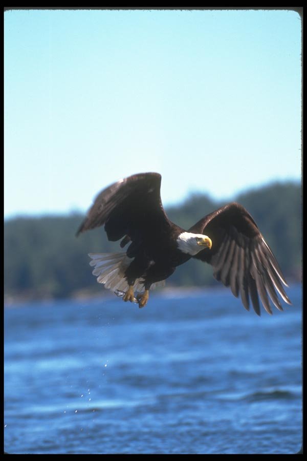 135085 Bald Eagle Carrying Fish Through The Air A4 Photo Print