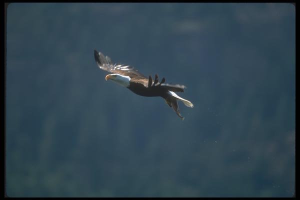 135086 Bald Eagle Carrying Fish Through The Air A4 Photo Print