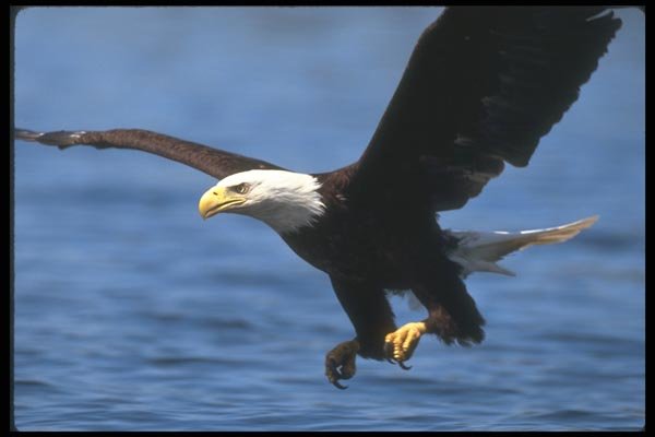 135087 Bald Eagle Dropping In To Catch A Fish A4 Photo Print
