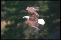 135088 Bald Eagle In Flight A4 Photo Print