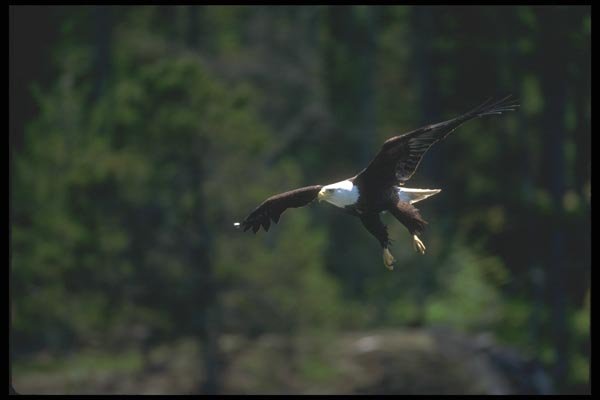 135089 Bald Eagle Dropping In To Strike Fish A4 Photo Print