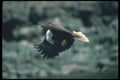 135090 Bald Eagle Eating Freshly Caught Herring In Mid Air A4 Photo Print