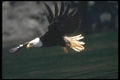 135091 Bald Eagle Diving A4 Photo Print