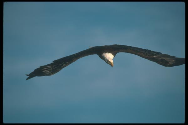 135092 Bald Eagle Diving A4 Photo Print