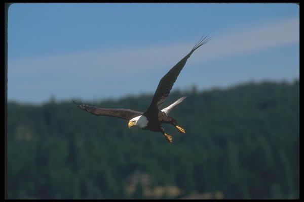 135093 Bald Eagle Diving A4 Photo Print