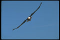 135094 Bald Eagle In Flight A4 Photo Print