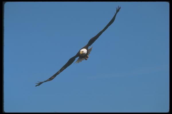 135094 Bald Eagle In Flight A4 Photo Print