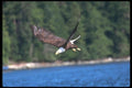 135095 Bald Eagle Diving A4 Photo Print