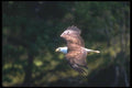 135096 Bald Eagle In Flight A4 Photo Print