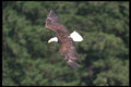 135097 Bald Eagle Diving A4 Photo Print