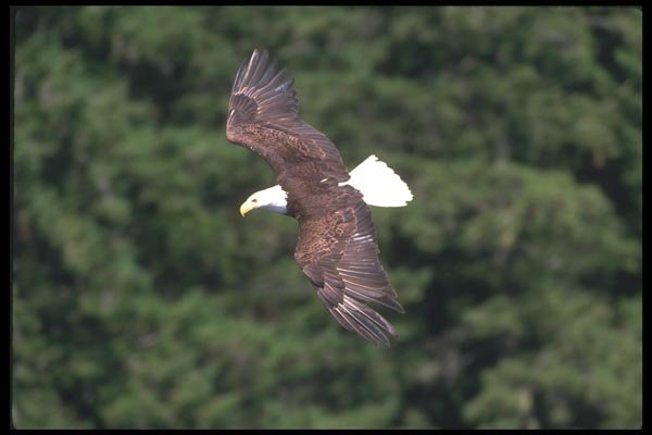 135097 Bald Eagle Diving A4 Photo Print