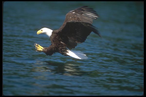 135098 Bald Eagle Dropping In To Strike Fish A4 Photo Print