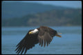 135099 Bald Eagle In Flight A4 Photo Print