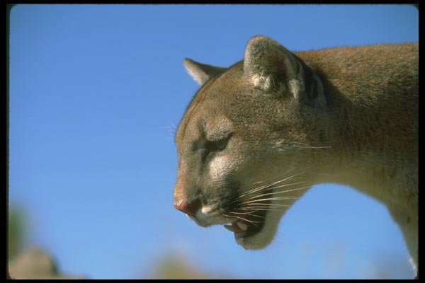 136000 Cougar Close Up A4 Photo Print