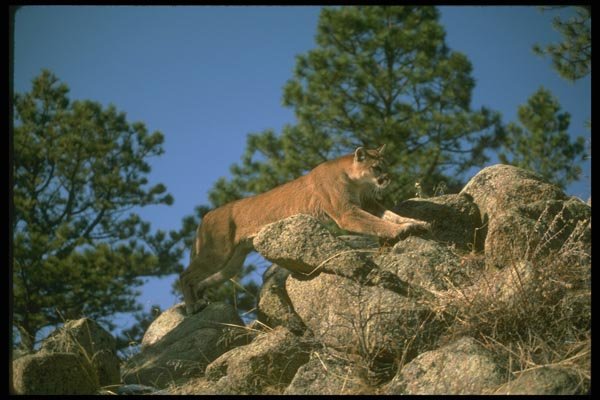 136001 Cougar Leaping A4 Photo Print
