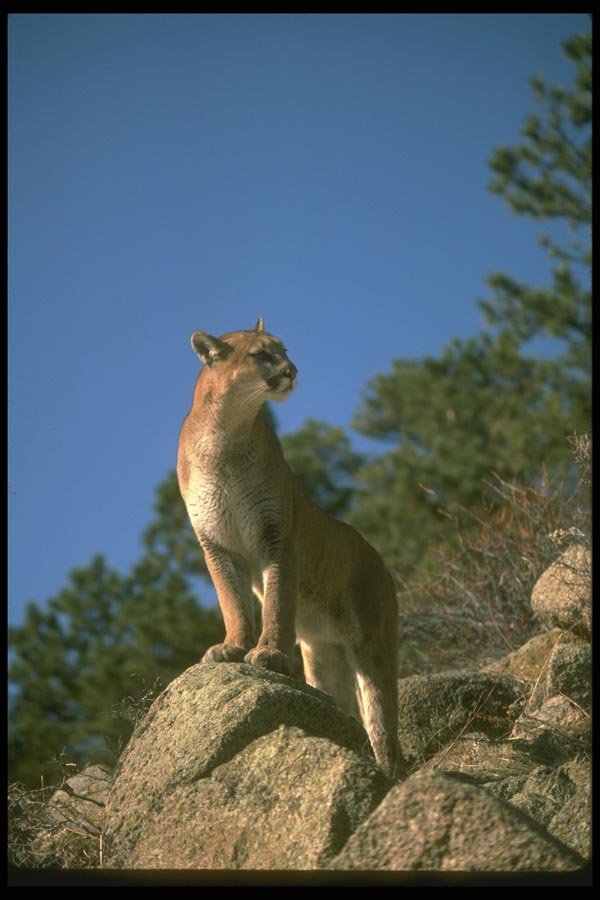 136002 Cougar Standing On Rock A4 Photo Print