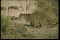 136003 Cougar Hunting A4 Photo Print