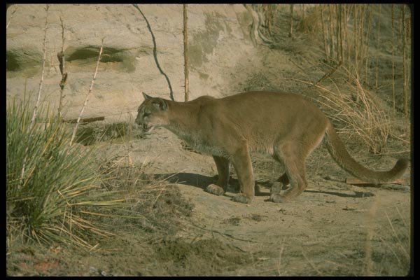 136003 Cougar Hunting A4 Photo Print
