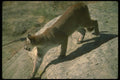 136004 Cougar On Rocks A4 Photo Print