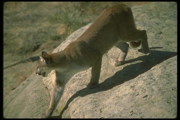 136004 Cougar On Rocks A4 Photo Print