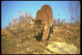136005 Cougar Stalking A4 Photo Print