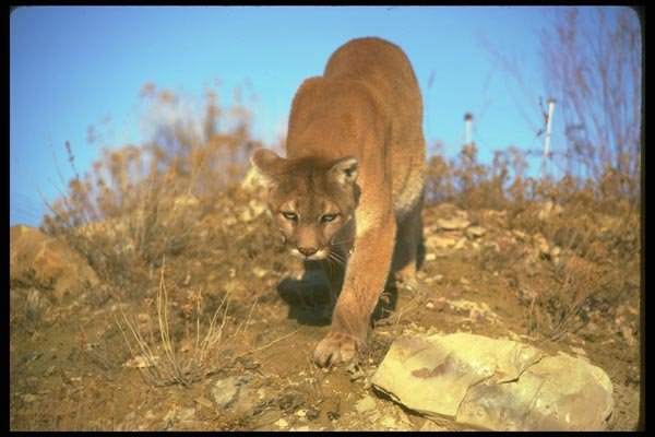 136005 Cougar Stalking A4 Photo Print