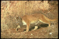 136006 Cougar Strolling Along Hill Base A4 Photo Print