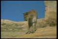 136007 Cougar Considering A Leap A4 Photo Print
